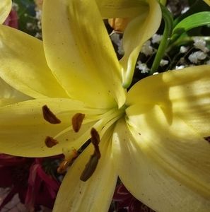 Meet your Posher, Dawn